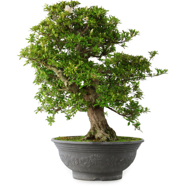 Rhododendron indicum Hakurei, 64 cm, ± 30 jaar oud