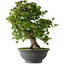 Rhododendron indicum Hakurei, 64 cm, ± 30 jaar oud