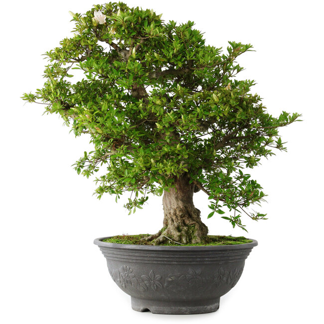 Rhododendron indicum Hakurei, 64 cm, ± 30 years old