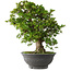 Rhododendron indicum Hakurei, 64 cm, ± 30 jaar oud