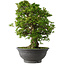 Rhododendron indicum Hakurei, 64 cm, ± 30 jaar oud
