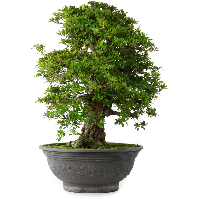 Rhododendron indicum Hakurei, 64 cm, ± 30 years old