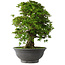 Rhododendron indicum Hakurei, 64 cm, ± 30 jaar oud