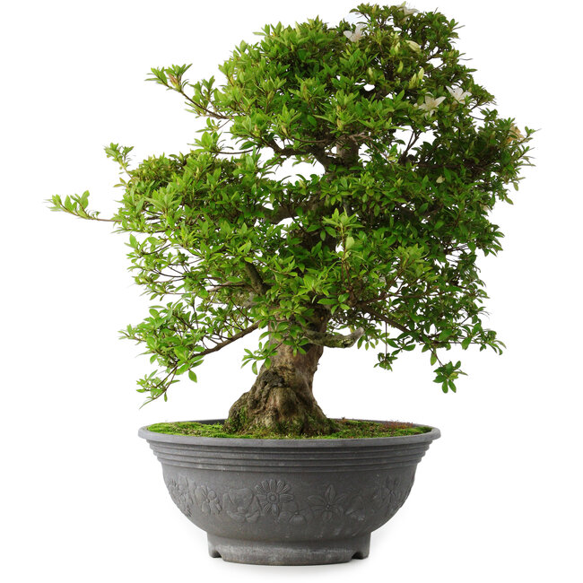 Rhododendron indicum Hakurei, 64 cm, ± 30 years old