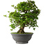 Rhododendron indicum Hakurei, 64 cm, ± 30 jaar oud