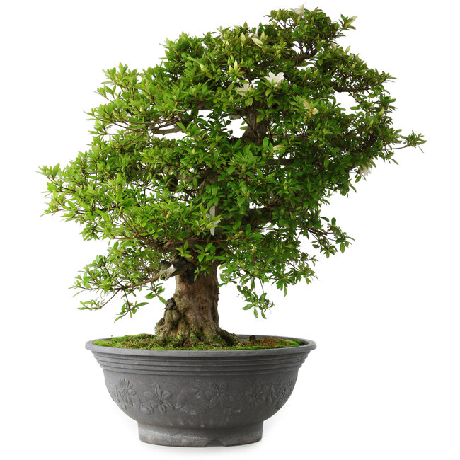 Rhododendron indicum Hakurei, 64 cm, ± 30 years old