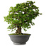 Rhododendron indicum Hakurei, 64 cm, ± 30 jaar oud