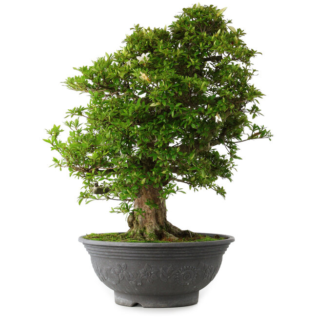 Rhododendron indicum Hakurei, 64 cm, ± 30 years old