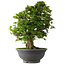Rhododendron indicum Hakurei, 64 cm, ± 30 jaar oud