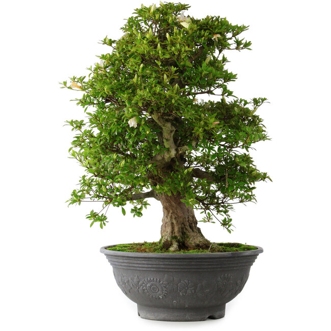 Rhododendron indicum Hakurei, 64 cm, ± 30 years old