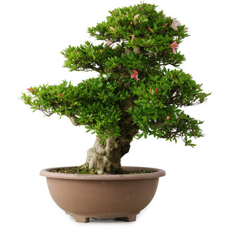 Rhododendron indicum Shin Nikko, 59 cm, ± 30 jaar oud