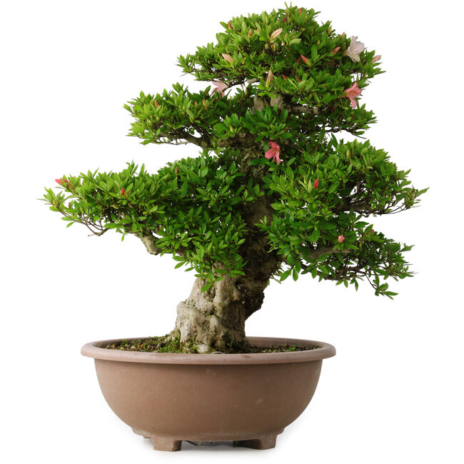 Rhododendron indicum Shin Nikko, 59 cm, ± 30 jaar oud