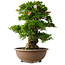 Rhododendron indicum Shin Nikko, 59 cm, ± 30 jaar oud