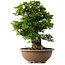 Rhododendron indicum Shin Nikko, 59 cm, ± 30 jaar oud