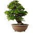 Rhododendron indicum Shin Nikko, 59 cm, ± 30 jaar oud