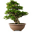 Rhododendron indicum Shin Nikko, 59 cm, ± 30 jaar oud