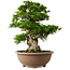 Rhododendron indicum Shin Nikko, 59 cm, ± 30 jaar oud