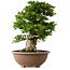 Rhododendron indicum Shin Nikko, 59 cm, ± 30 jaar oud