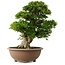 Rhododendron indicum Shin Nikko, 59 cm, ± 30 jaar oud