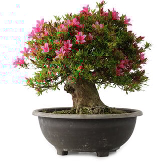 Rhododendron indicum Korin, 44 cm, ± 30 jaar oud
