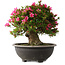 Rhododendron indicum Korin, 44 cm, ± 30 jaar oud