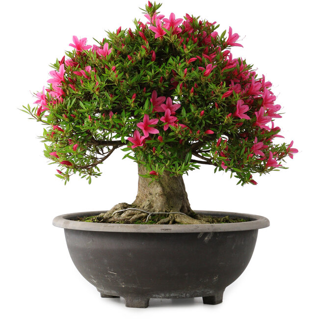Rhododendron indicum Korin, 44 cm, ± 30 years old