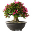 Rhododendron indicum Korin, 44 cm, ± 30 jaar oud