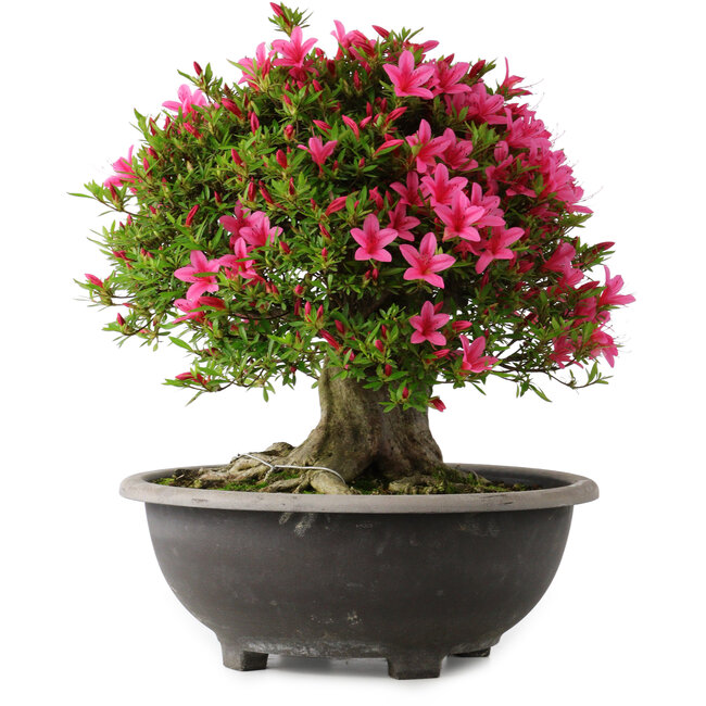 Rhododendron indicum Korin, 44 cm, ± 30 years old