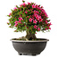 Rhododendron indicum Korin, 44 cm, ± 30 jaar oud