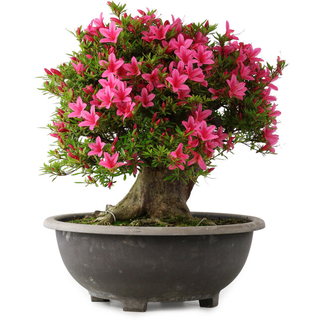 Rhododendron indicum Korin, 44 cm, ± 30 years old