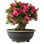 Rhododendron indicum Korin, 44 cm, ± 30 jaar oud