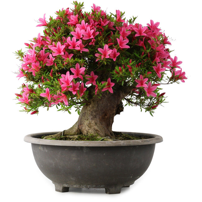 Rhododendron indicum Korin, 44 cm, ± 30 years old