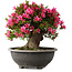Rhododendron indicum Korin, 44 cm, ± 30 jaar oud