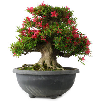 Rhododendron indicum Hikorin, 44 cm, ± 30 jaar oud