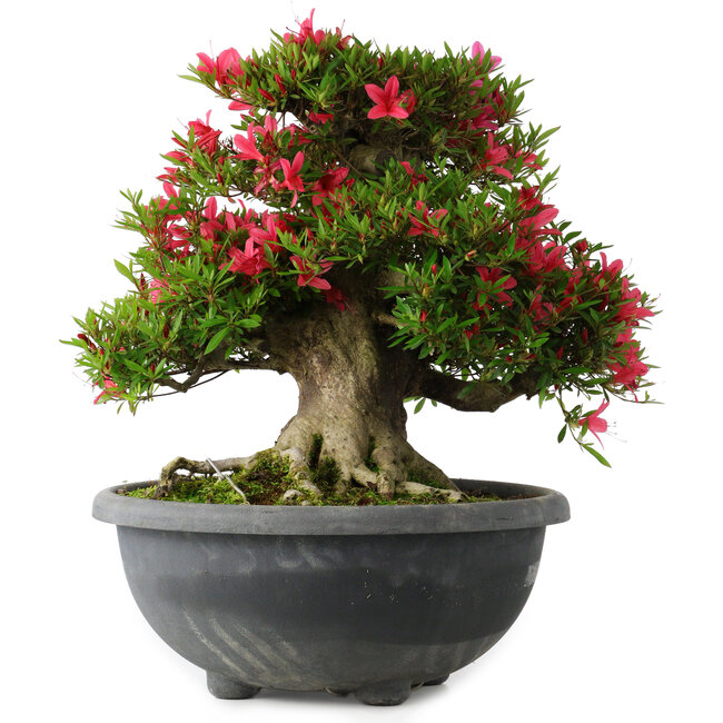 Rhododendron indicum Hikorin, 44 cm, ± 30 jaar oud