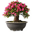 Rhododendron indicum Korin, 44 cm, ± 30 jaar oud