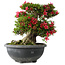 Rhododendron indicum Hikorin, 44 cm, ± 30 jaar oud