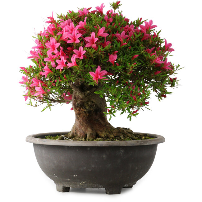 Rhododendron indicum Korin, 44 cm, ± 30 years old