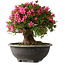 Rhododendron indicum Korin, 44 cm, ± 30 jaar oud