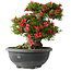 Rhododendron indicum Hikorin, 44 cm, ± 30 jaar oud