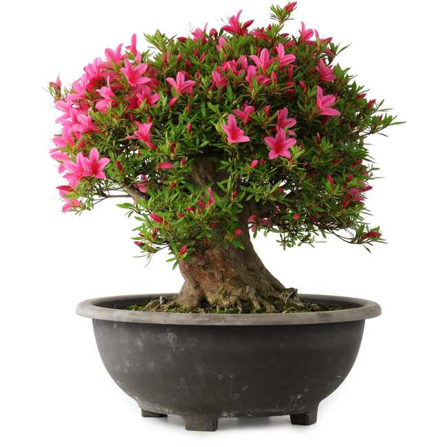 Rhododendron indicum Korin, 44 cm, ± 30 years old