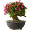 Rhododendron indicum Korin, 44 cm, ± 30 jaar oud