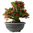 Rhododendron indicum Hikorin, 44 cm, ± 30 jaar oud