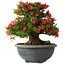 Rhododendron indicum Hikorin, 44 cm, ± 30 jaar oud