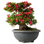 Rhododendron indicum Hikorin, 44 cm, ± 30 jaar oud