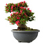 Rhododendron indicum Hikorin, 44 cm, ± 30 jaar oud