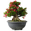 Rhododendron indicum Hikorin, 44 cm, ± 30 Jahre alt