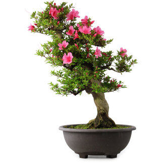 Rhododendron indicum Osakazuki, 72 cm, ± 30 jaar oud