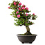 Rhododendron indicum Osakazuki, 72 cm, ± 30 jaar oud
