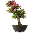 Rhododendron indicum Osakazuki, 72 cm, ± 30 jaar oud